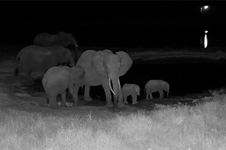 webcam Kenya, elefanti