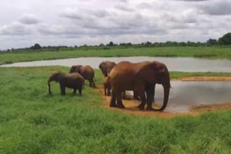 webcam Kenya, elefanti