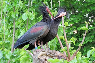 Oasi dei Quadris in Friuli Venezia Giulia, ibis