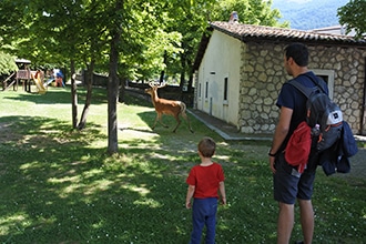 Parco d'Abruzzo con i bambini, cervi nel parco