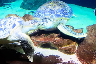 Visita all'acquario di Livorno con i bambini, tartarughe marine