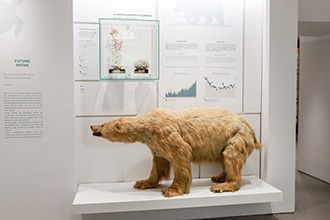 Museo Kosmos, orso bianco
