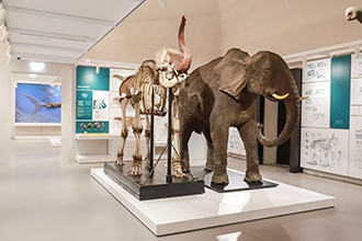 Museo Kosmos, elefanti
