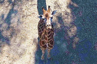 Lo zoo di Napoli, giraffa