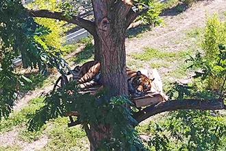 Lo zoo di Napoli, tigri