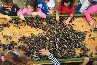 Raccogliere le olive con i bambini alla Fondazione Ferretti