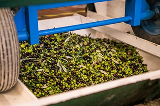 Agriturismo Fattoria di Maiano, le olive raccolte