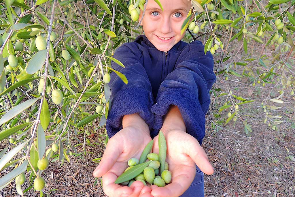 Agriturismo Buccia Nera per bambini vicino Arezzo, la raccolta delle olive con i bambini