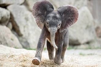 Baby elefante allo zoo di Vienna