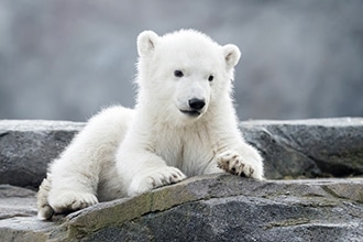 Zoo di Vienna: baby orso polare