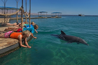 Cosa vedere in Israele con i bambini, la Baia dei delfini a Eliat