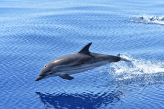 Vedere i delfini nel mare