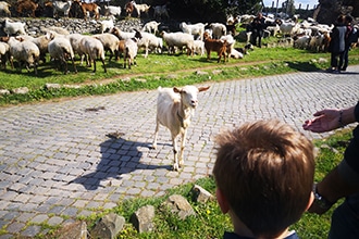 Appia Antica in bici con i bambini, pecore al pascolo