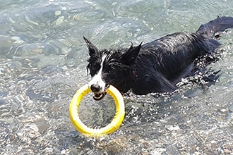La spiaggia dog-friendly di Pippo ad Albenga in Liguria