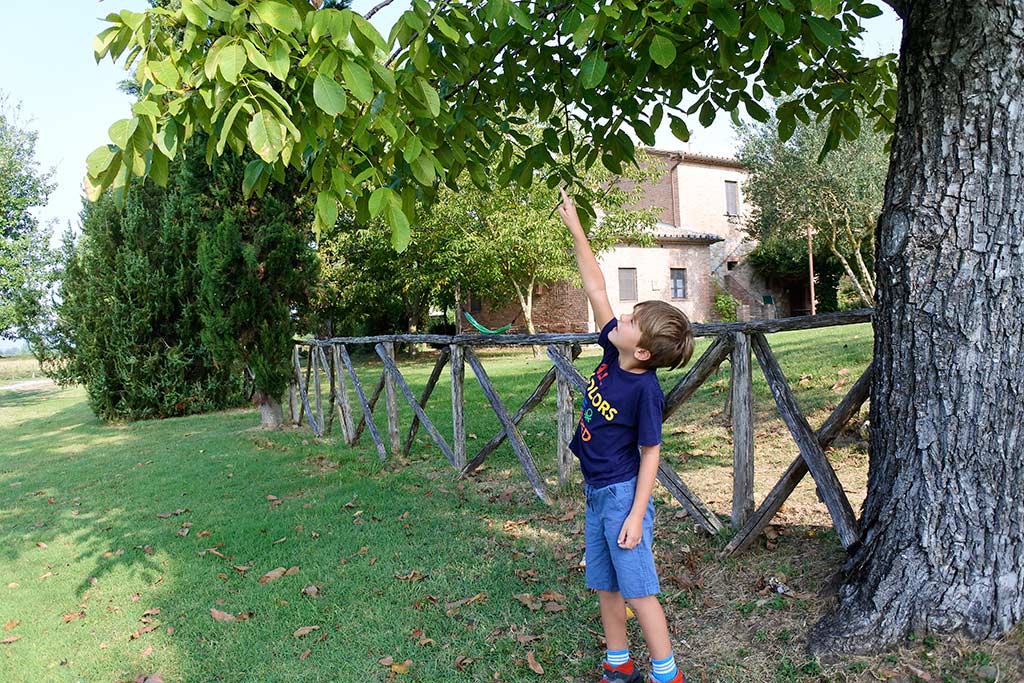 Agriturismo Borgo Santa Maria per bambini vicino Orvieto, albero di noci