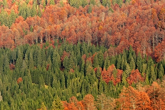 Foresta del Cansiglio in autunno