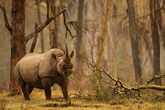Rinoceronti in Kenya