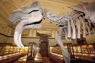 Museo di Storia naturale di Vienna
