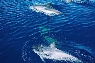 Avvistamento delfini con Master Wave,