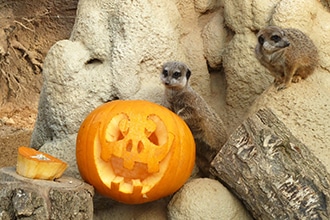 Halloween a Zoom Torino con i bambini, i suricati