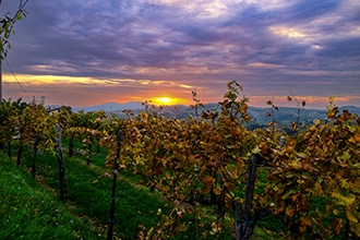 Slovenia in autunno, viti a Brda