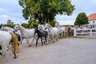Slovenia in autunno, cavalli a Lipica
