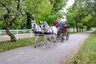 Slovenia in autunno, cavalli lipiziani