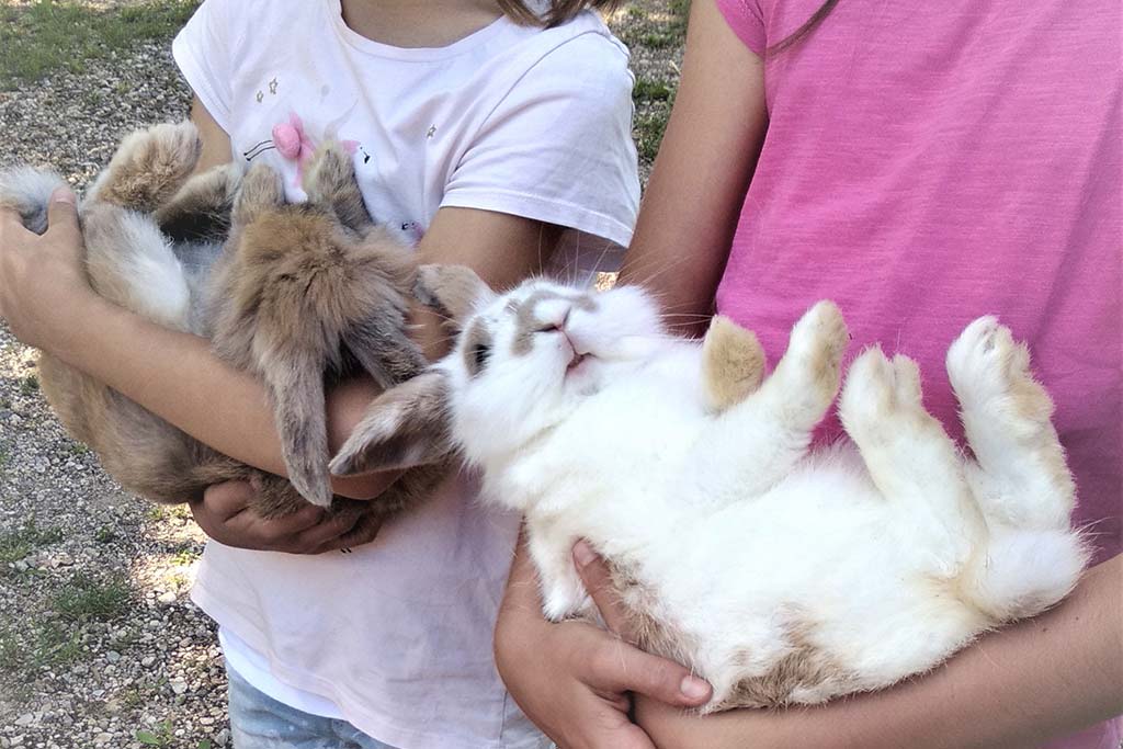 Agriturismo Corte Canale Virgilio per bambini vicino Mantova, fattoria, i coniglietti
