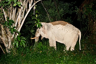 Malesia, Taman Negara Park, safari notturno