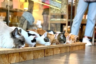 Viaggio nei bar dei gatti in Italia, il Cat café di Udine