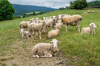 Il Cammino di Santiago, incontri con mucche e pecore al pascolo