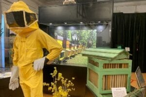 Mostra dedicata alle api al Museo di Zoologia di Roma