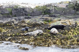 Isole Britnniche foche grigie