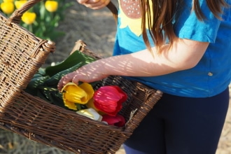 Raccogliere tulipani con bambini
