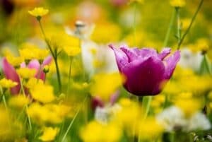 Giardinity primavera a Vescovana