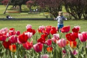 Al Parco Sigurtà di Valeggio sul Mincio la fioritura di tulipani Tulipanomania