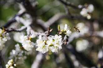 Giornata mondiale delle api: le proposte nei luoghi di vacanza