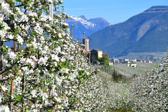 Aprile dolce fiorire in Trentino: i meli in fiore