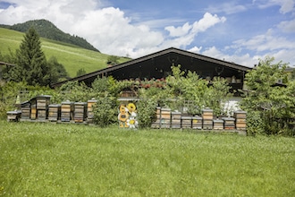 Giornata mondiale delle api, attività per famiglie