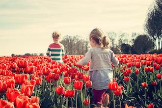 Frisia con i bambini: campi di tulipani