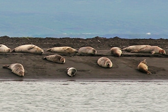 Le foche in Islanda