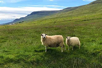 Pecore in Islanda