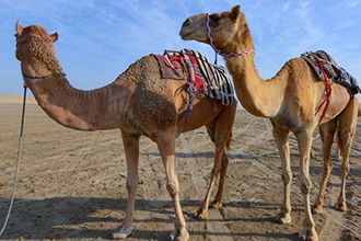 Giri sul cammello in Qatar