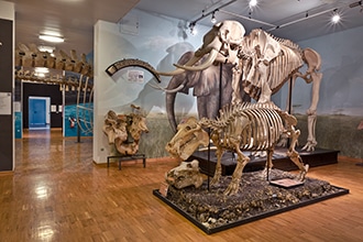 Museo di Storia Naturale di Trieste