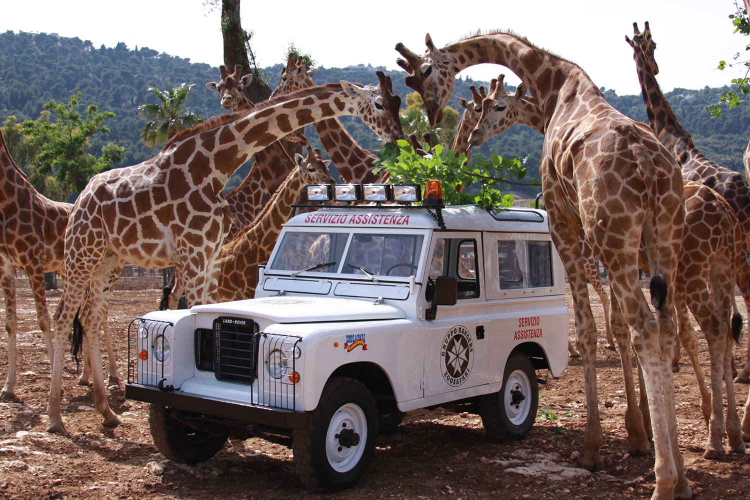 ZooSafari di Fasano, giraffe