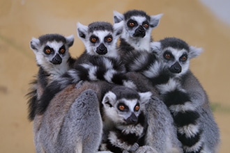 ZooSafari di Fasano, lemuri