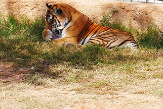 ZooSafari di Fasano, tigre