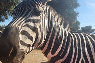 ZooSafari di Fasano, zebra