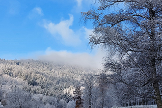 Foresta Bavarese in inverno