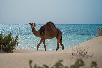 Progetto Red Sea in Arabia Saudita, attività tra mare e deserto